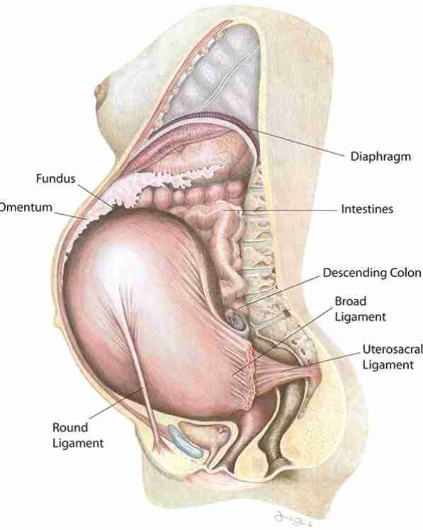 How osteopathic treatment can support your musculoskeletal system during pregnancy.